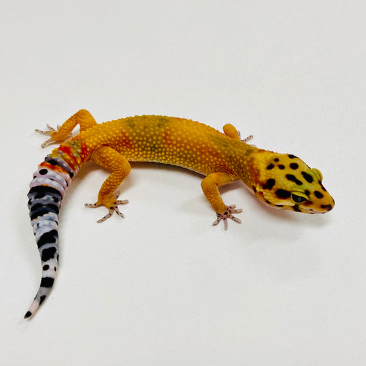 Tangerine Leopard Gecko 2025-152