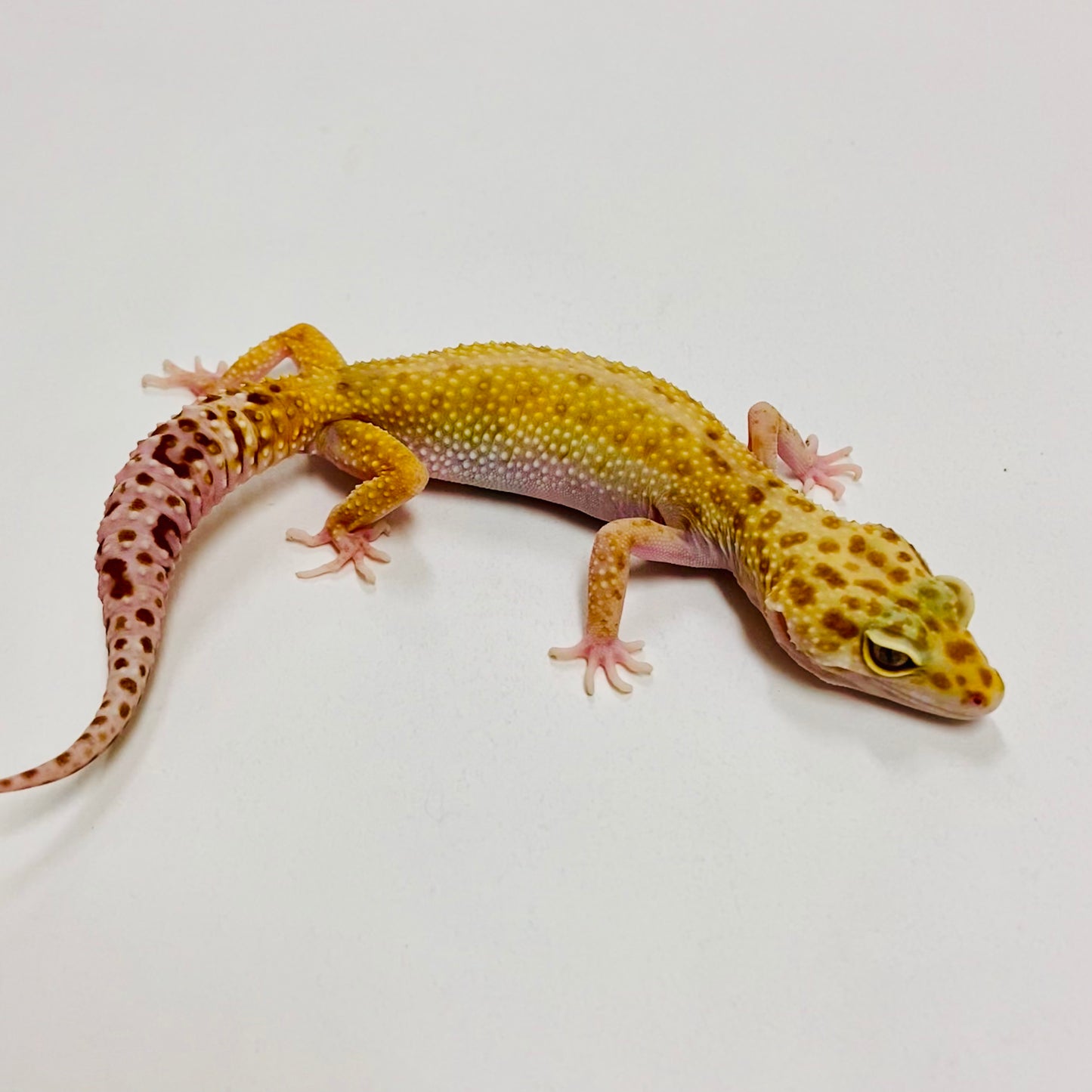 Leopard Gecko Female- Adopt LG02