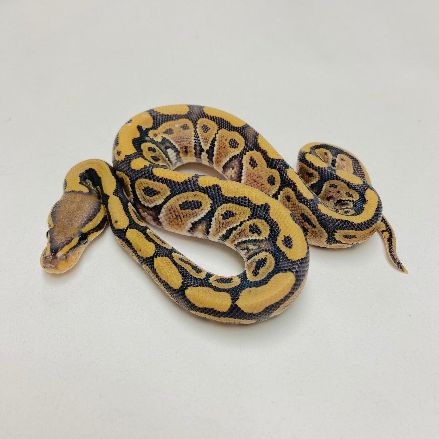 Hypo Het Clown Ball Python Male 2025M04