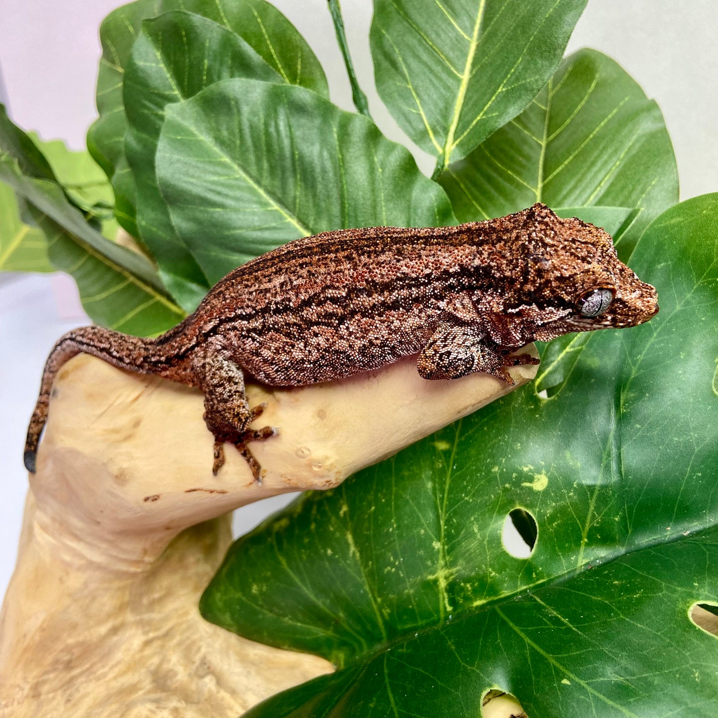 Red Super Stripe Gargoyle Gecko Adult Female GPB09