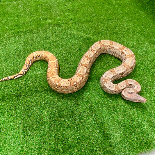 Hypo Hog Island Boa Constrictor Adult Female B03
