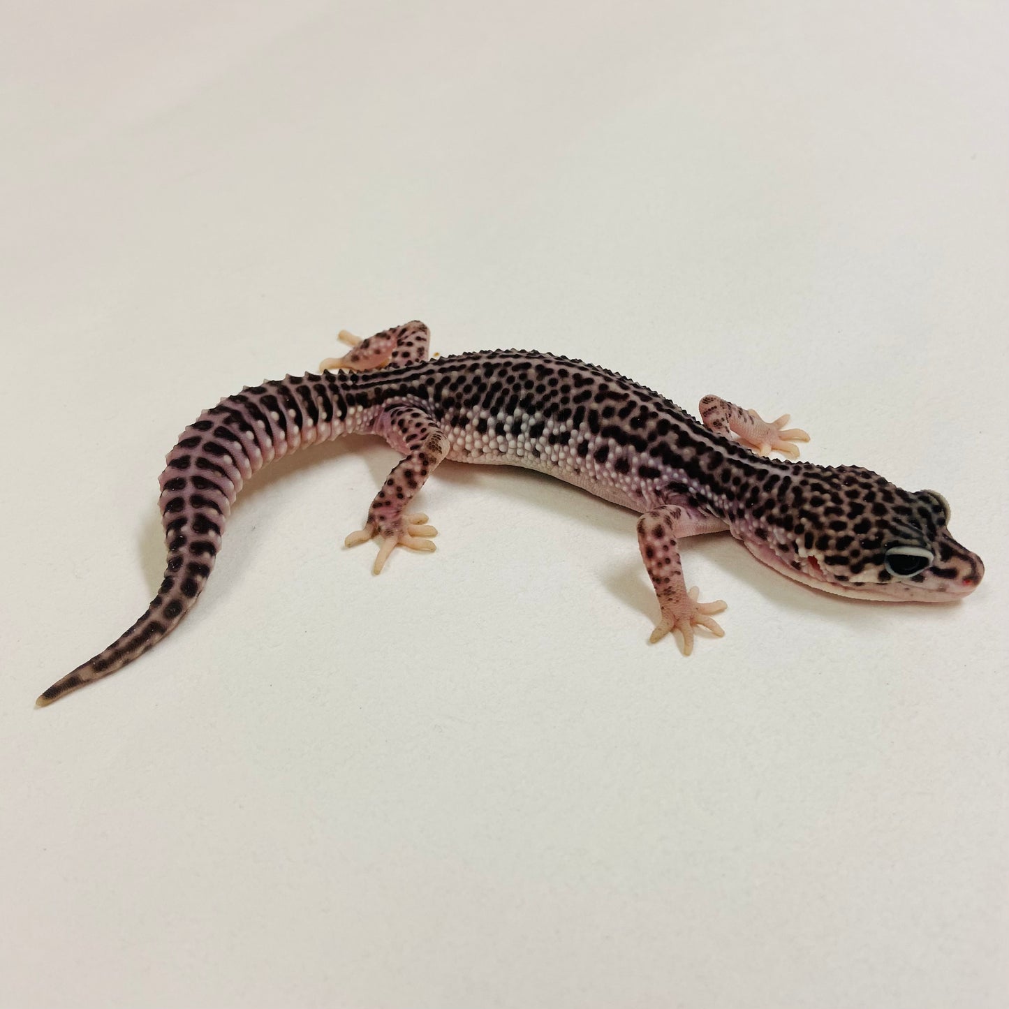 Dark Super Snow Reverse Stripe Leopard Gecko Male 2025-088