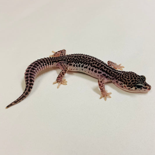 Dark Super Snow Reverse Stripe Leopard Gecko Male 2025-088