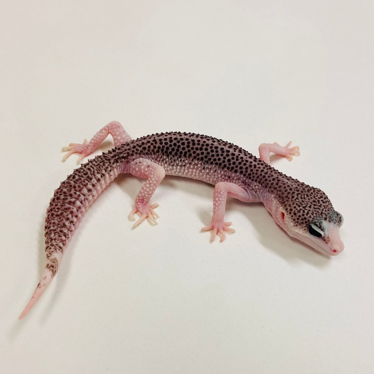 Pied Galaxy Leopard Gecko Male 2025-062