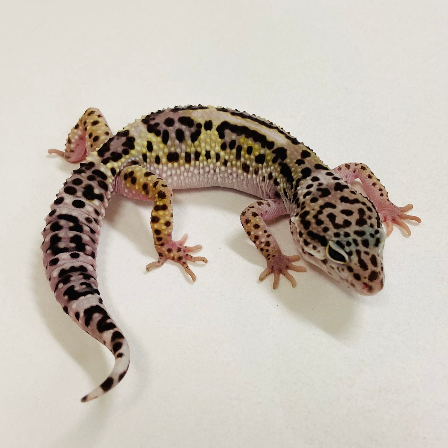 Bold Mack Snow W/Y Leopard Gecko Female 2025-187