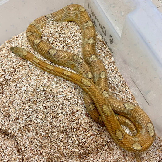 Adult Caramel Motley Het Butter Tessera Corn Snake Female C23