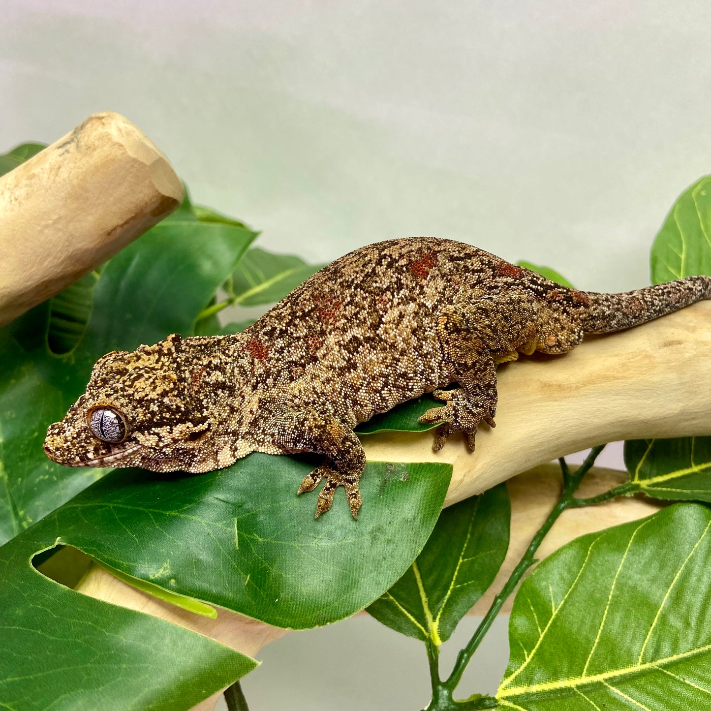 Red Blotch Reticulated Gargoyle Gecko Adult Male GPB17