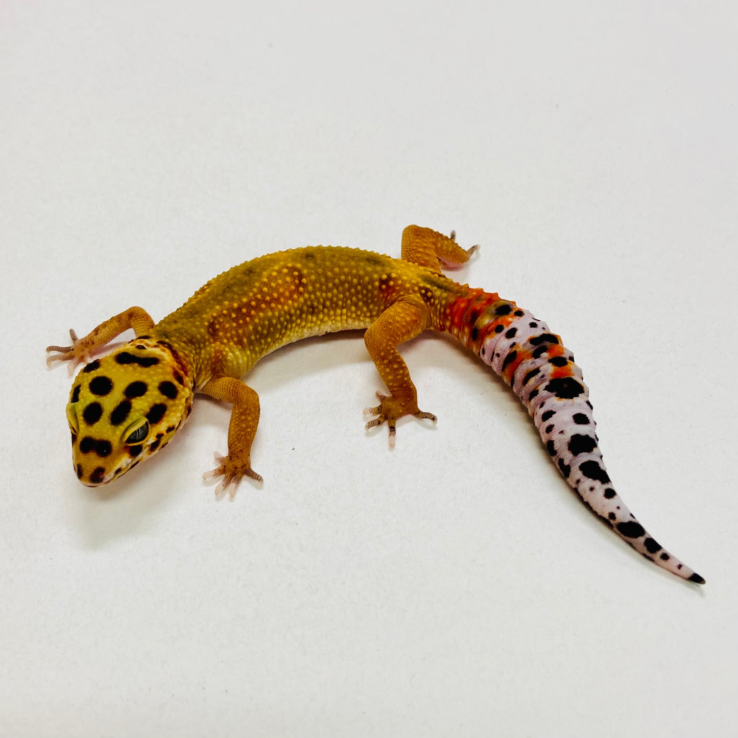 Citrine Leopard Gecko Male 2025-114
