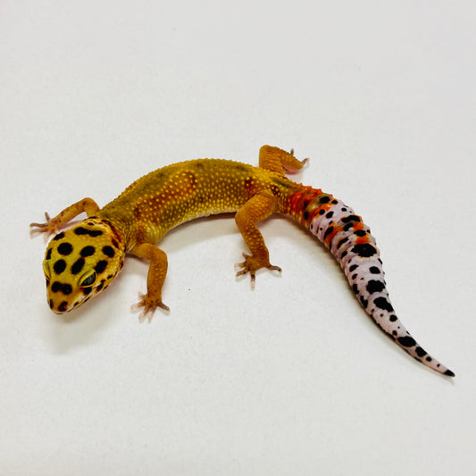 Citrine Leopard Gecko Male 2025-114