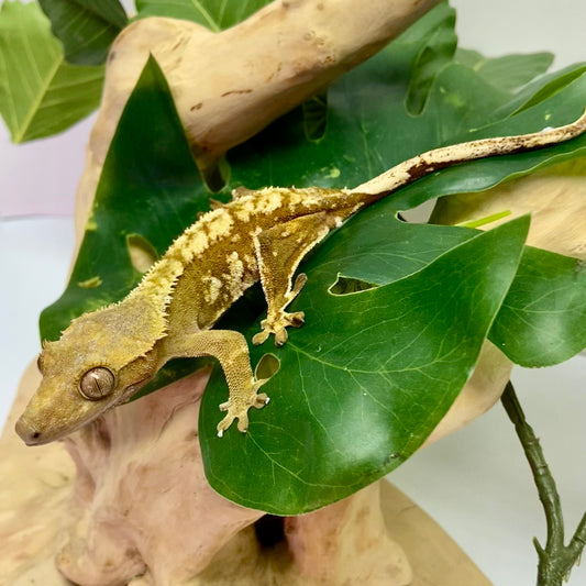 Harlequin Crested Gecko CG24-02
