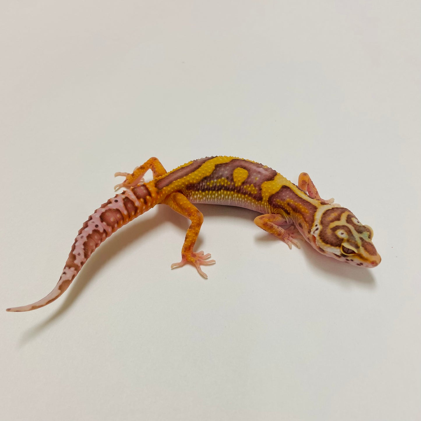 Bold Bell Leopard Gecko 2025-023