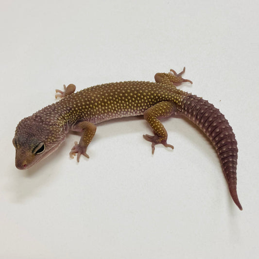 Murphy Patternless Pos Mack Snow Leopard Gecko Male 2025-132
