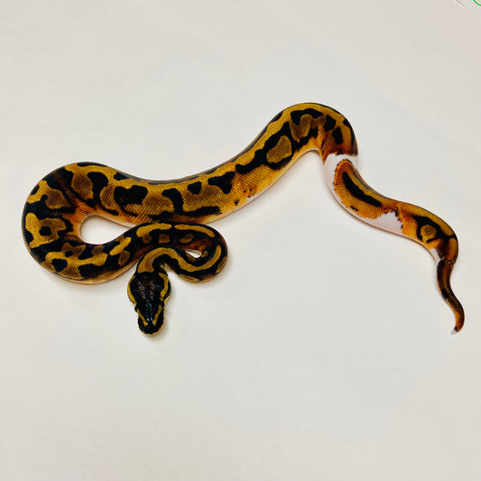 Pied Het Albino Ball Python Female 2025F01