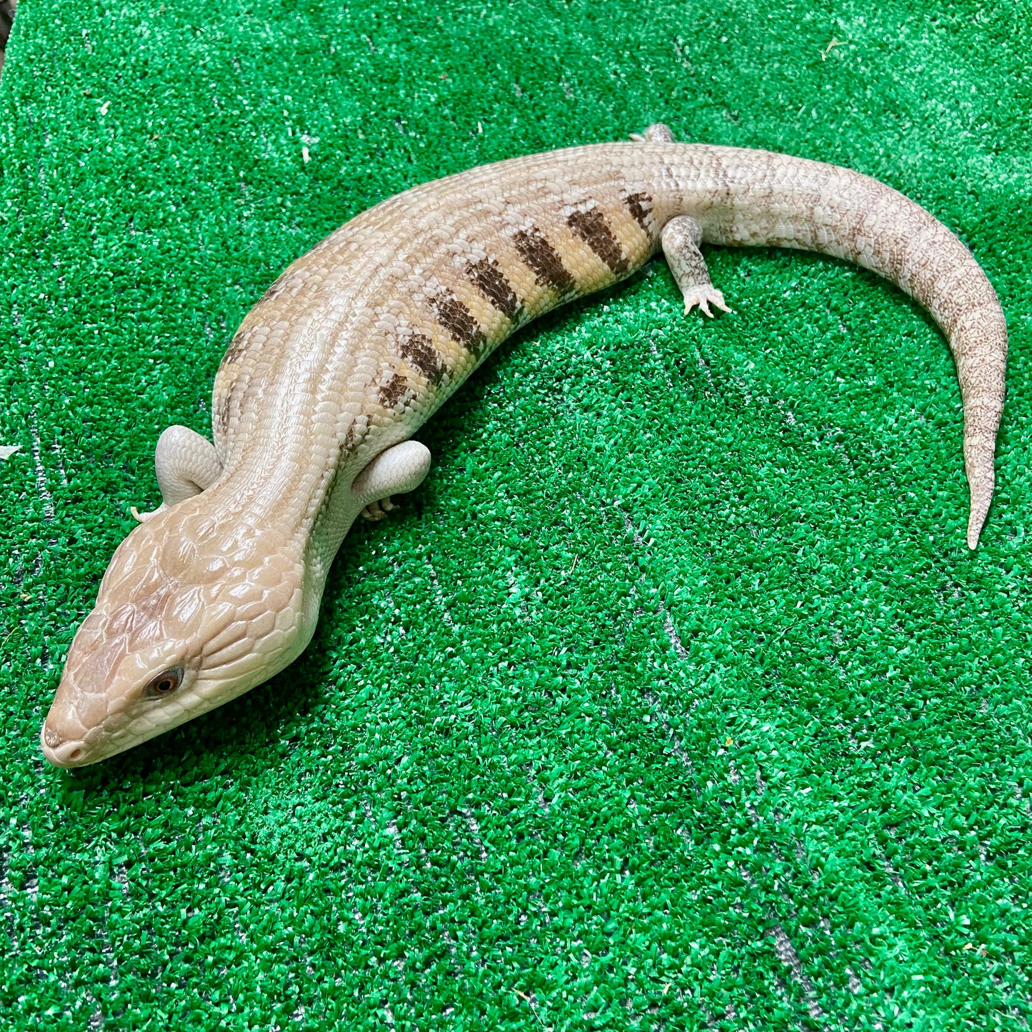 Blue Tongued Skink- Adopt BTS03