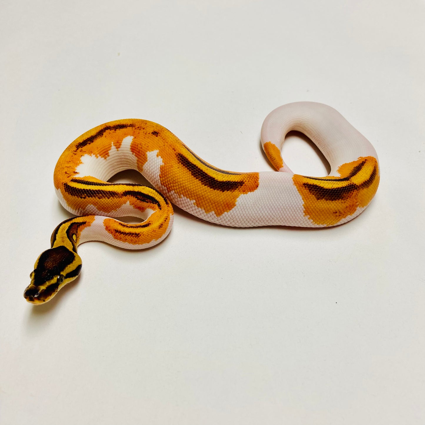 Orange Dream Pied Yellowbelly Pos Enchi Ball Python Female 2025F01
