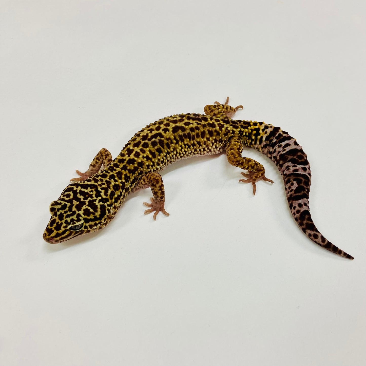 Jungle Mack Snow Leopard Gecko Male H-K1-60821-1