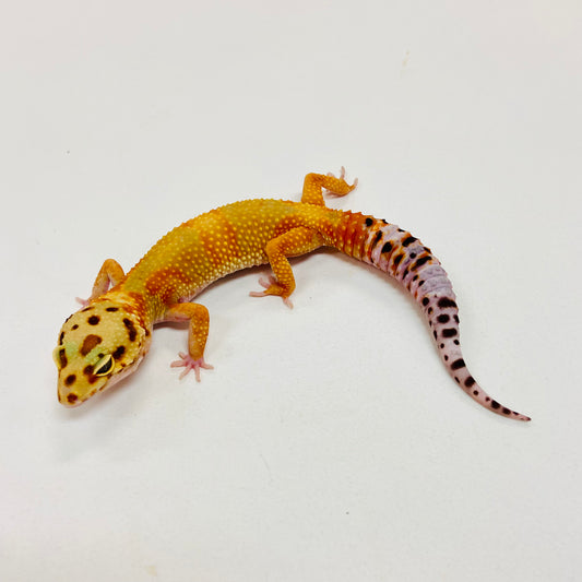 Citrine Leopard Gecko Female I-C9-72423-1