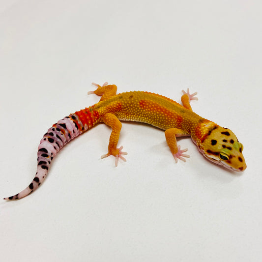 Citrine Leopard Gecko 2025-167