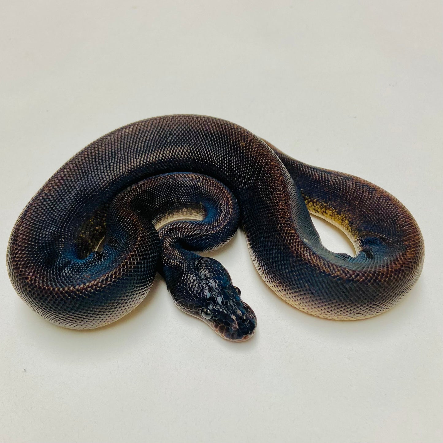 Suma Ball Python Male 2025M01