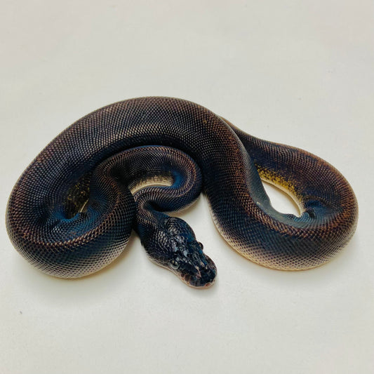 Suma Ball Python Male 2025M01