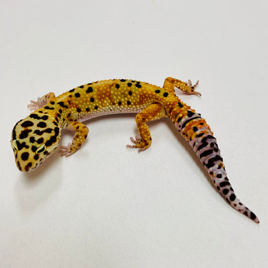 Leopard Gecko Female- Adopt LG01