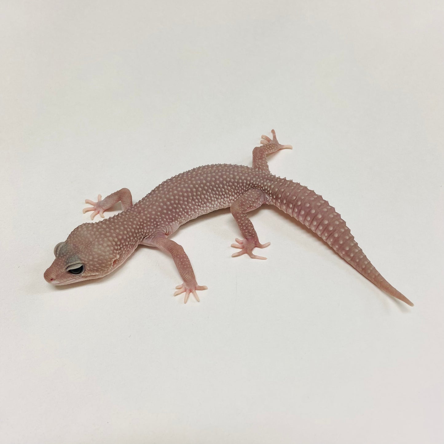 Super Snow Murphy Patternless Leopard Gecko Male B-C2-71324-1