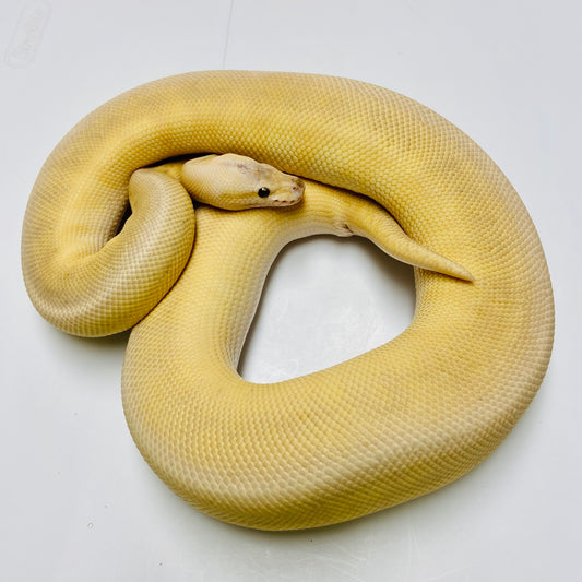 Super Pastel Cypress Bamboo Ball Python Female 2023-21