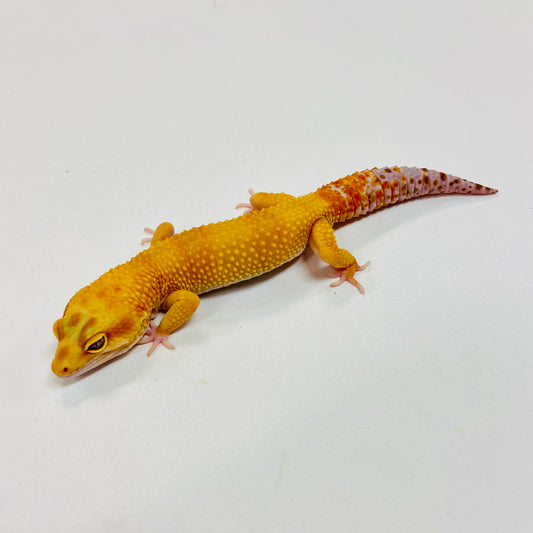 Hypo Albino Tremper Tangerine Leopard Gecko Male I-B5-73123-1