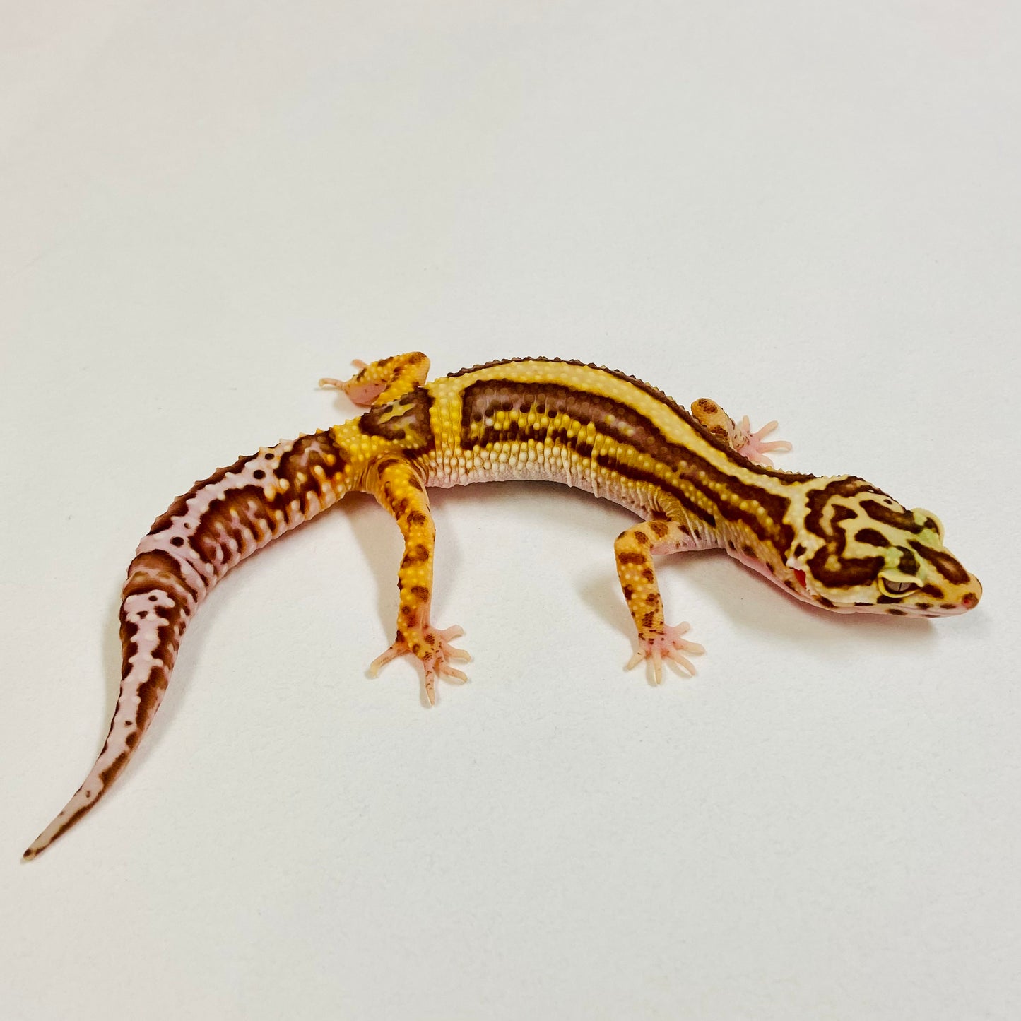 Bold Bell Leopard Gecko  Female 2025-071