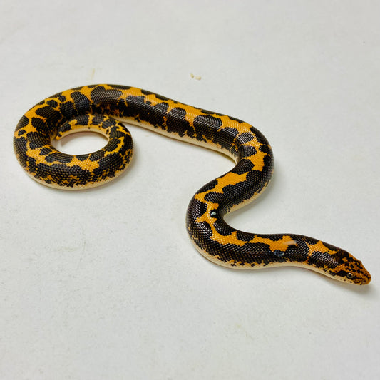 Kenyan Sand Boa Male 2024M04