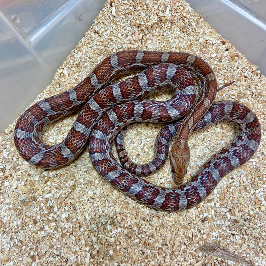 Adult Het Hypo Plasma Scaleless Corn Snake Male C03