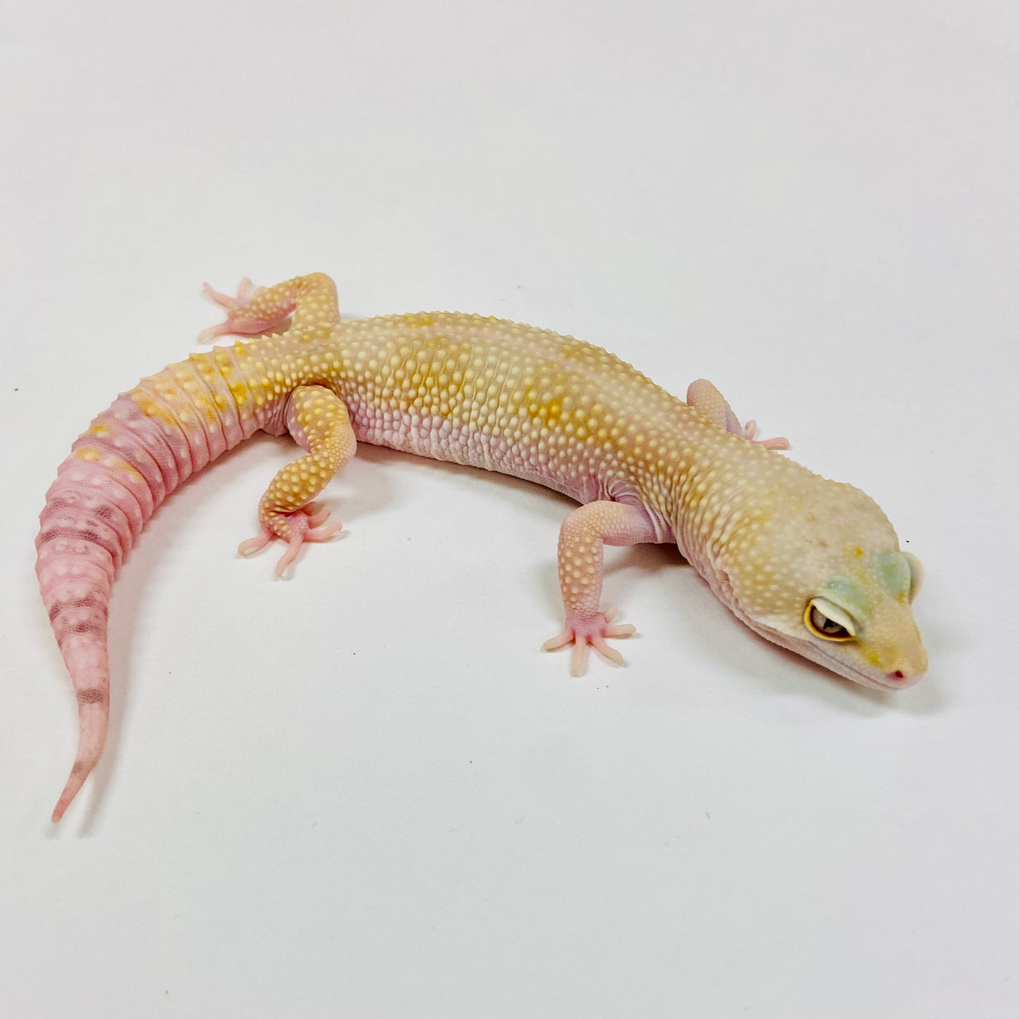 Adult Group 1.3 Tangerine WY Eclipse Leopard Gecko LBG-03