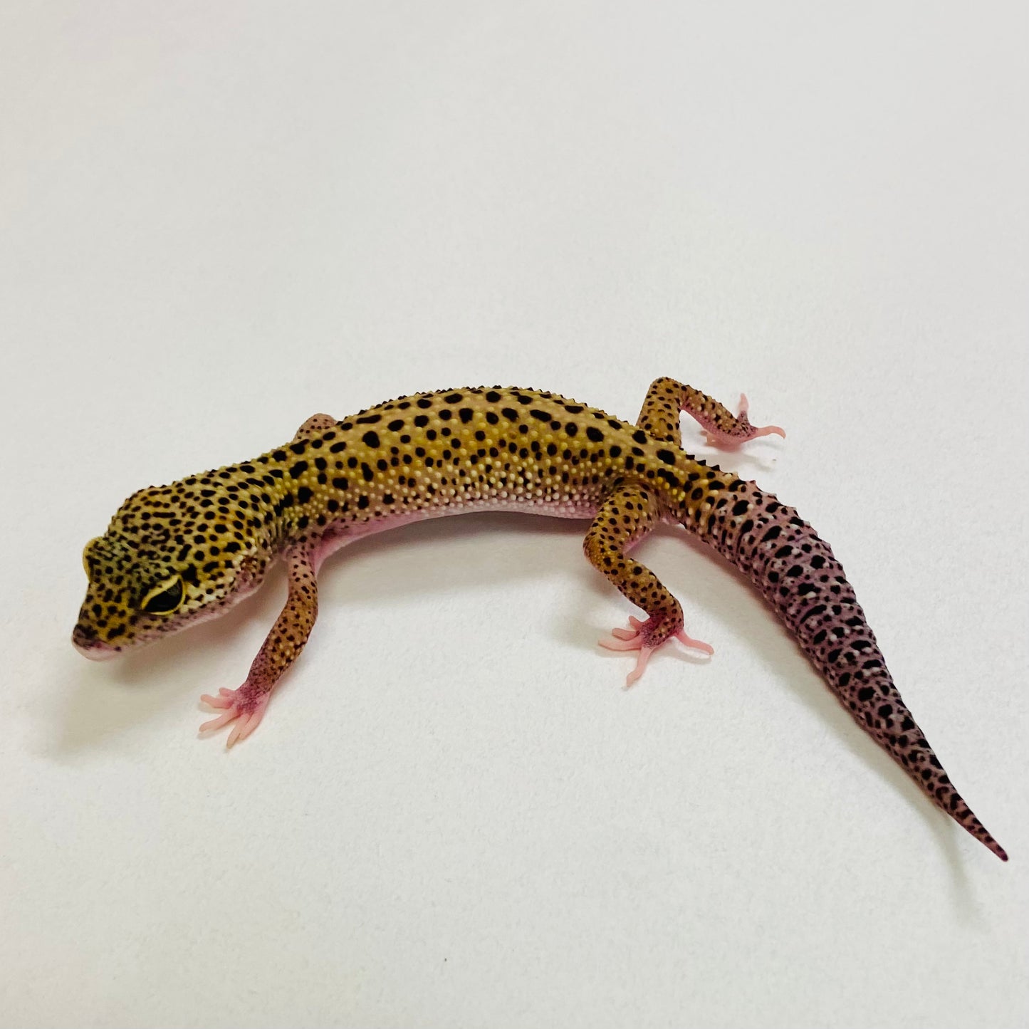 Mack Snow Reverse Stripe Leopard Gecko Male 2025-175