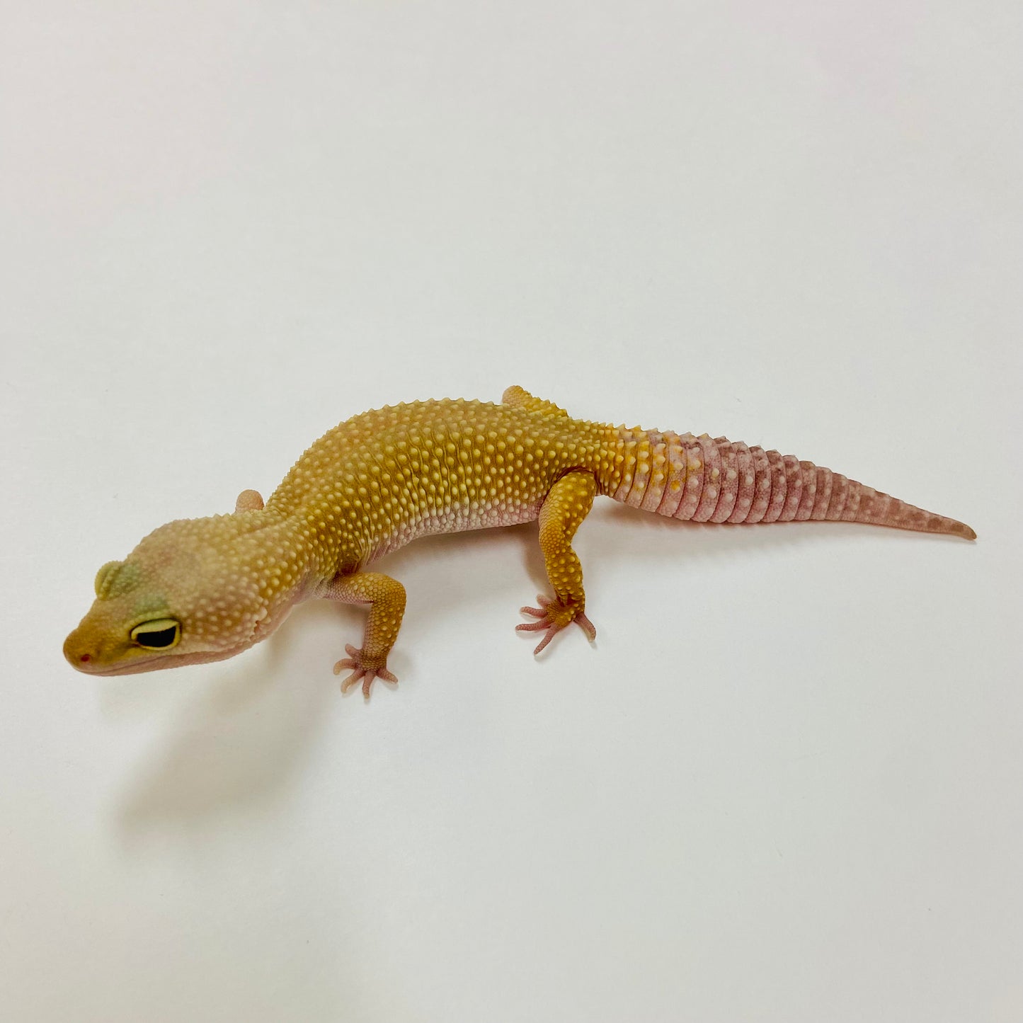 Adult Group 2.4 Dark Murphy Patternless Mack Snow Leopard Gecko LBG-04