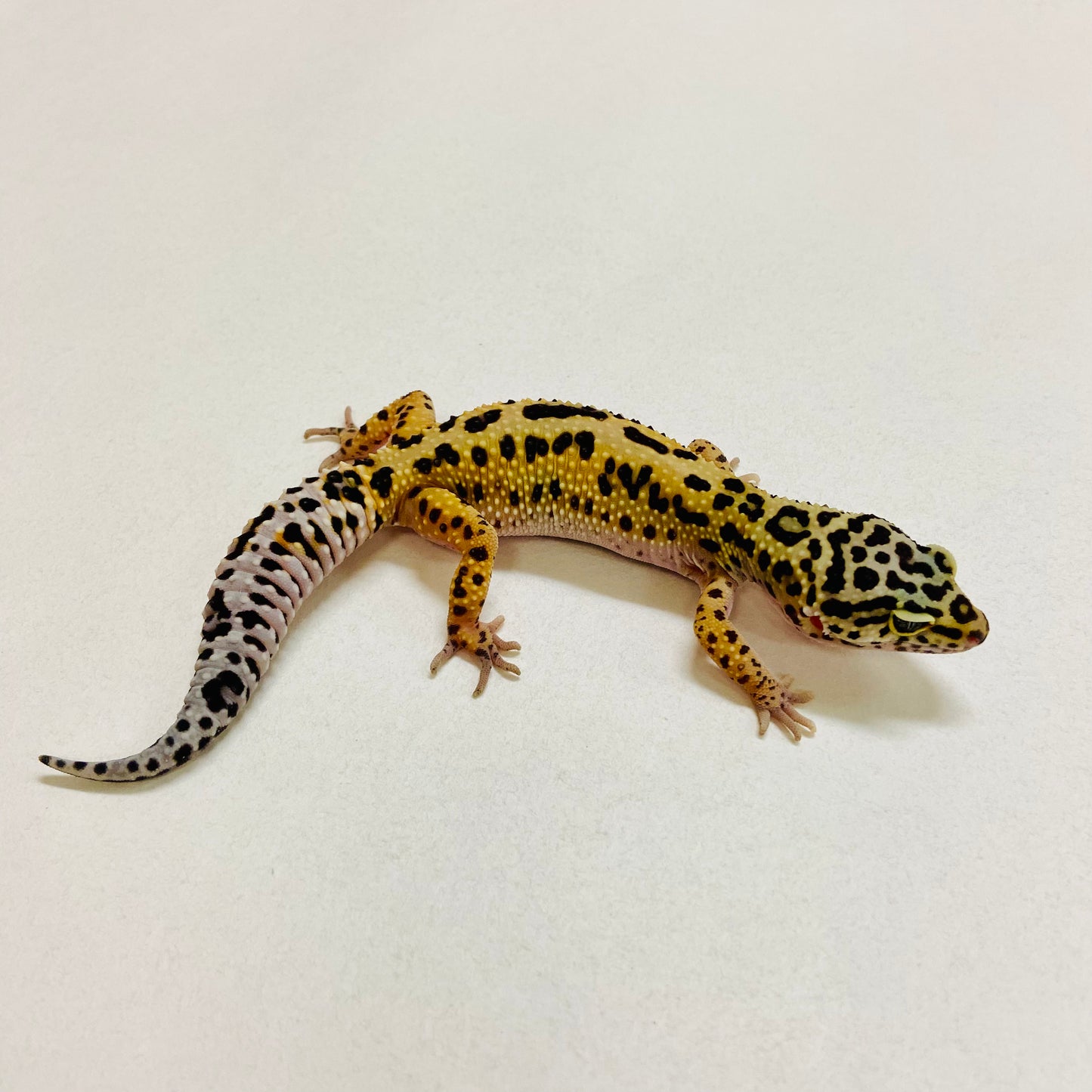Bold Mack Snow Leopard Gecko Female 2025-205