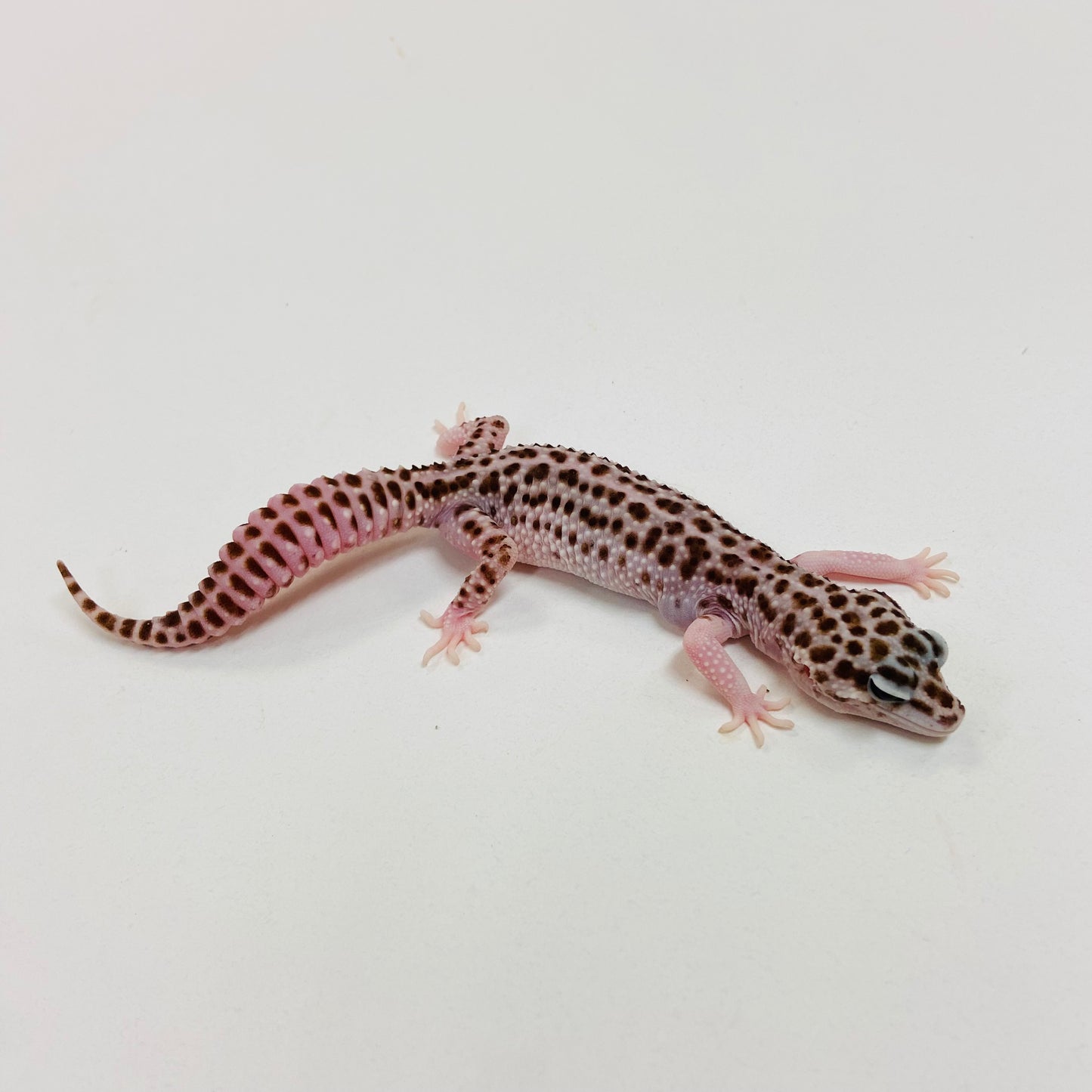 Super Snow W/Y Leopard Gecko Female I-G9-71623-1