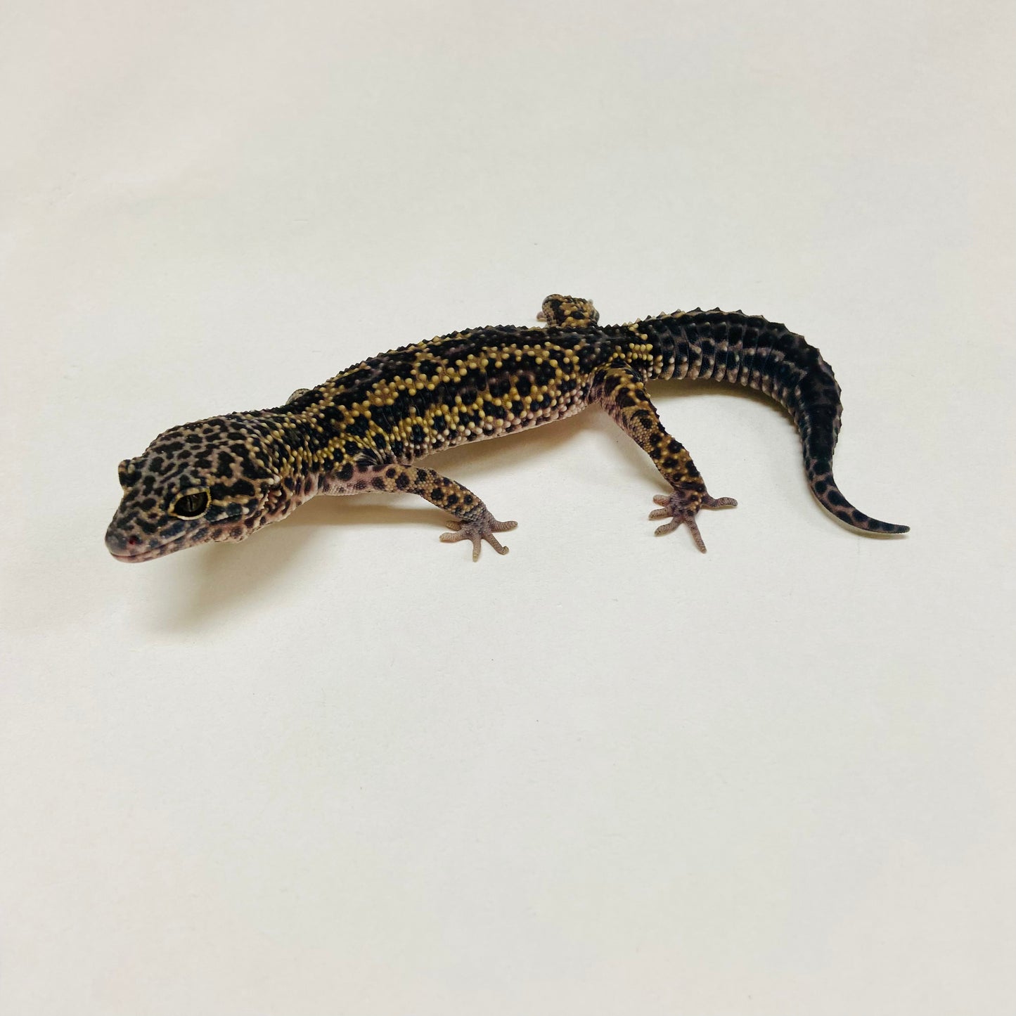 Dark Mack Snow Leopard Gecko Male B-B3-80824-1
