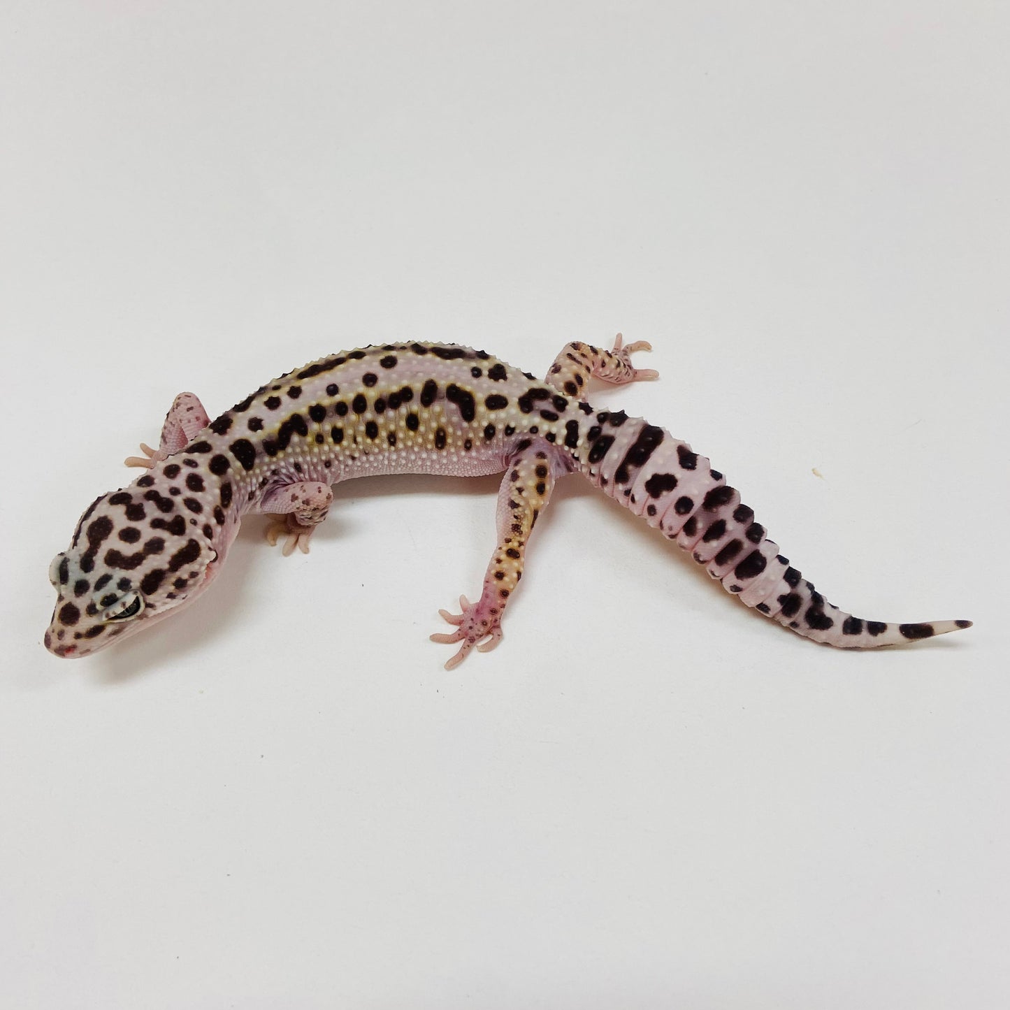 Adult Group 1.4 Lavender Mack Snow Leopard Gecko LBG-15