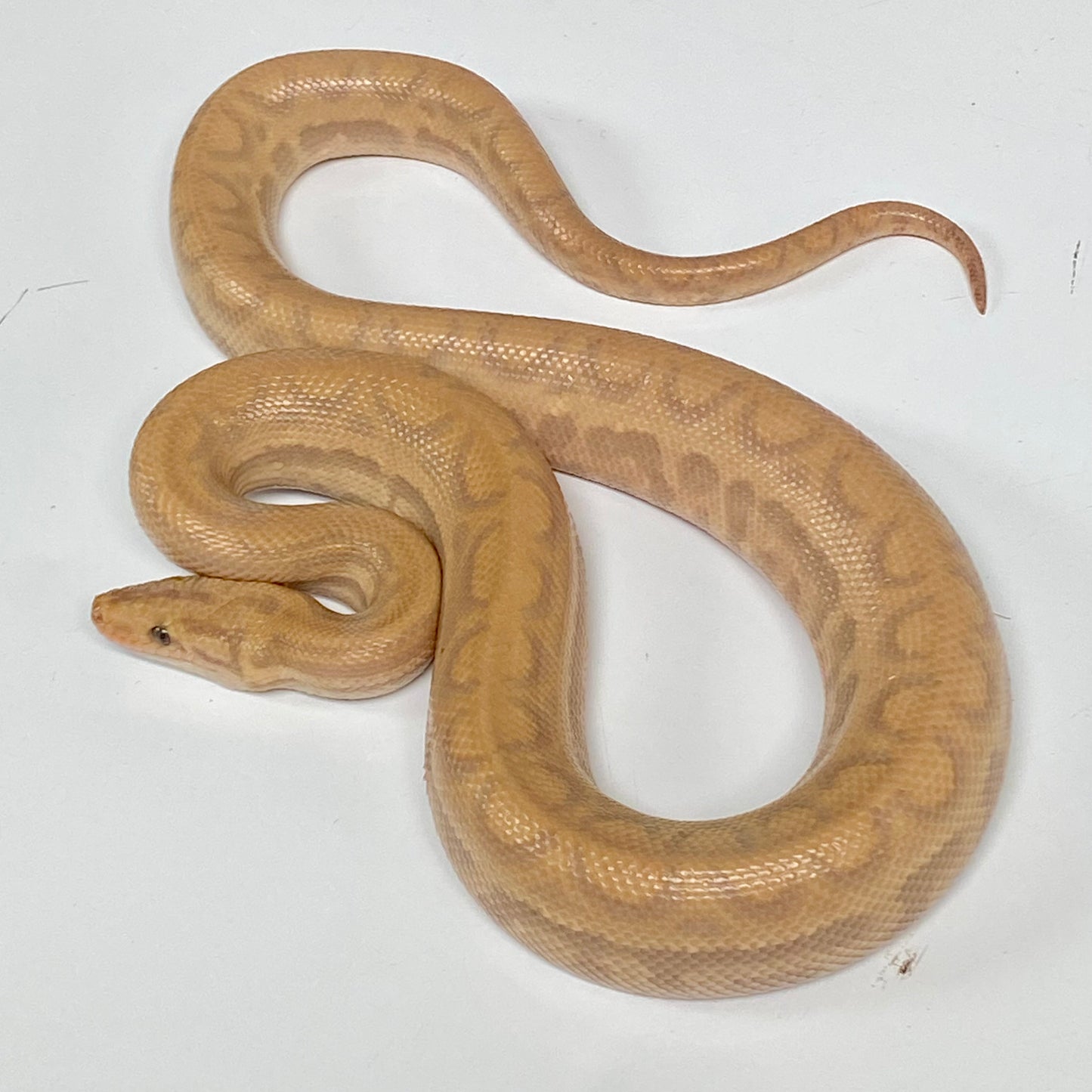 T+ Albino Colombian Rainbow Boa 2025 Male