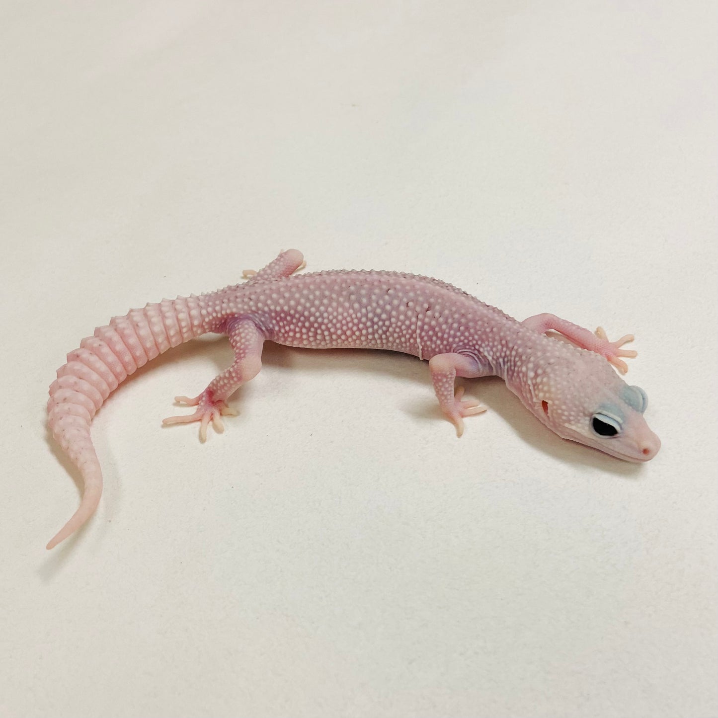 Super Raptor Leopard Gecko Female 2025-216