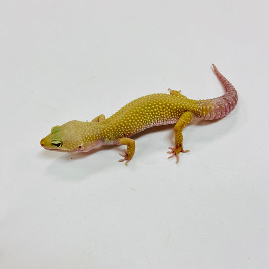 Murphy Patternless Leopard Gecko Female I-I4-81823-1