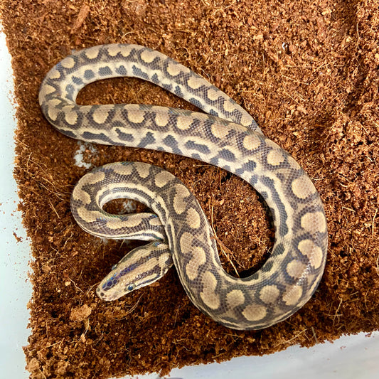Colombian Rainbow Boa 2025 Female F01