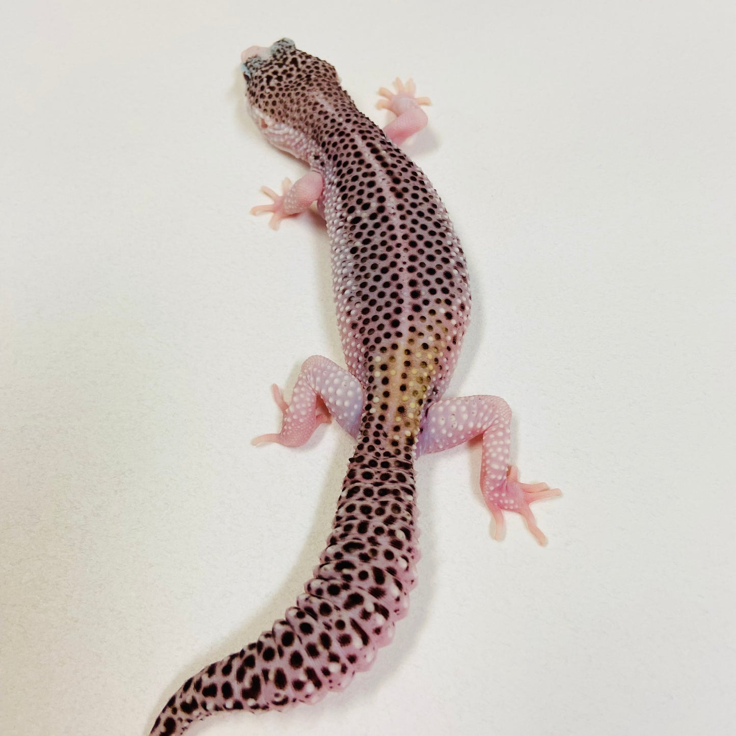 Universe Leopard Gecko Female 2025-179