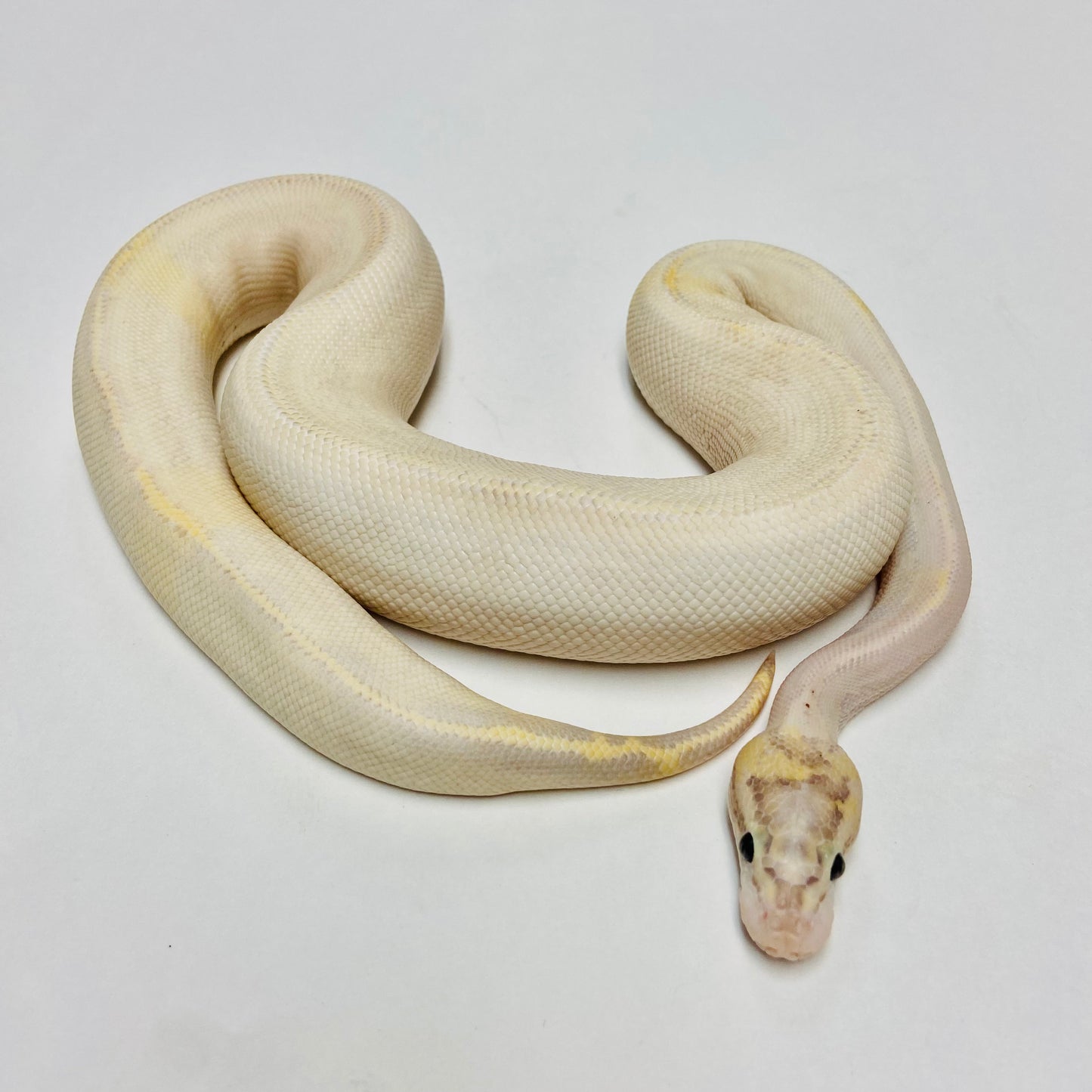 Pastel Ivory Ball Python - Female #2022F01