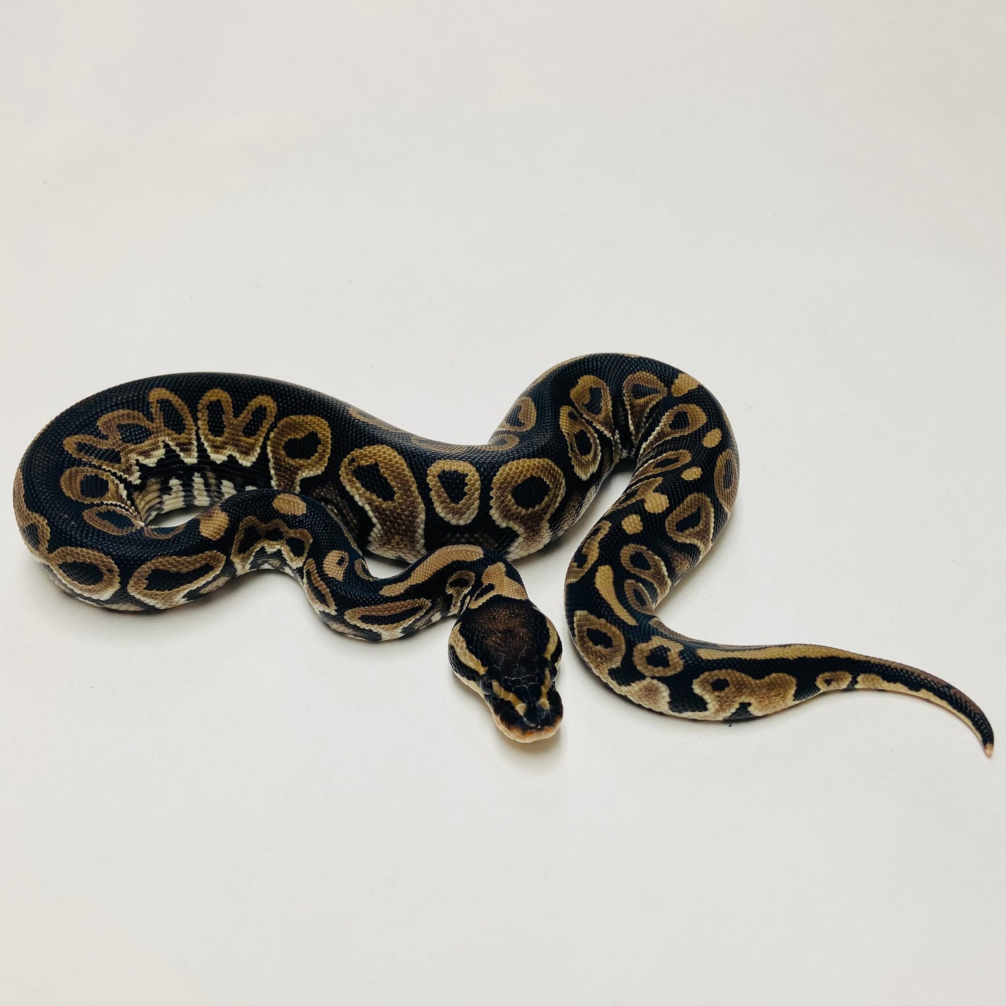 Lori Ball Python Female 2025F02