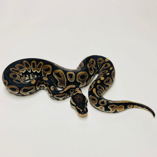 Lori Ball Python Female 2025F02