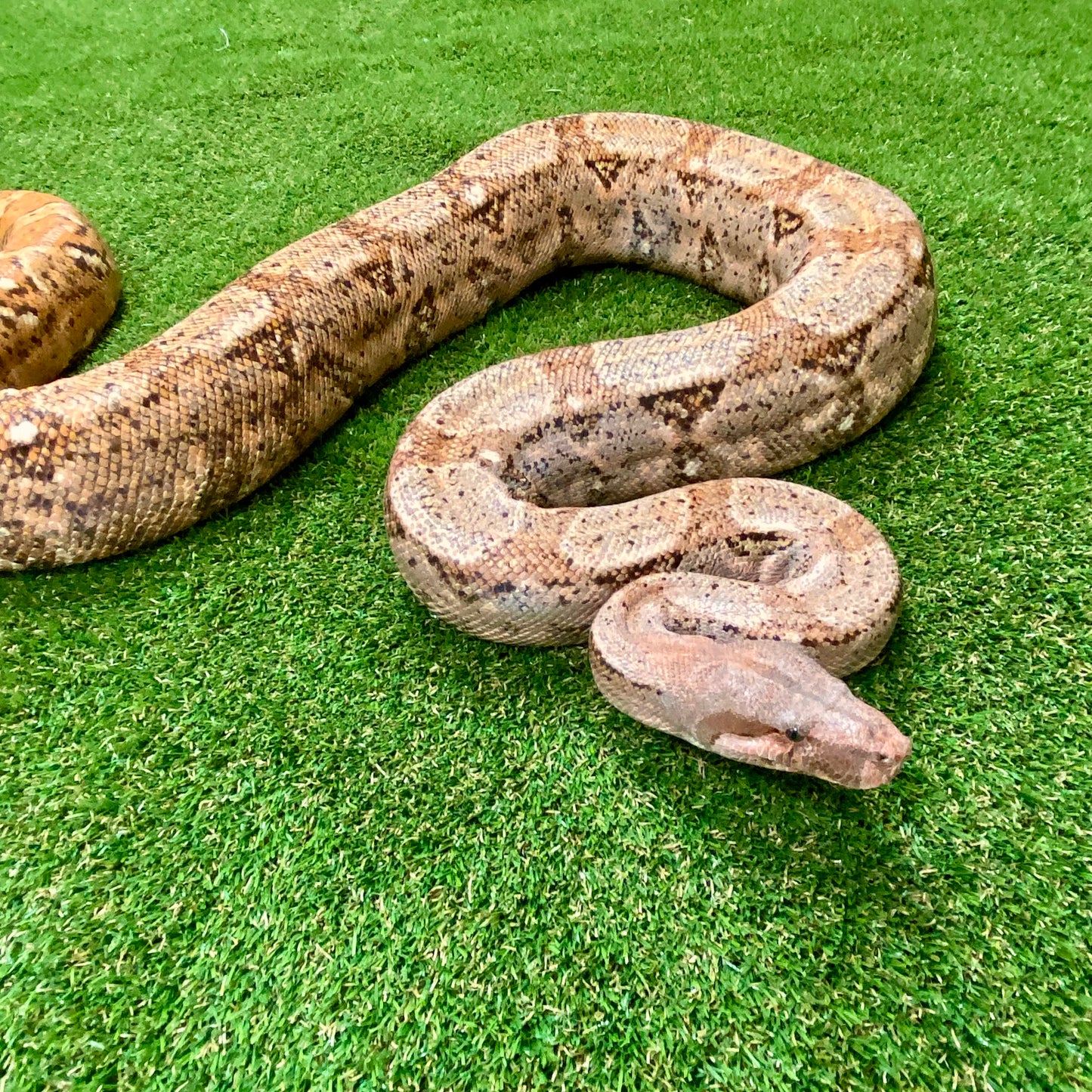 Hypo Hog Island Boa Constrictor Adult Female B03