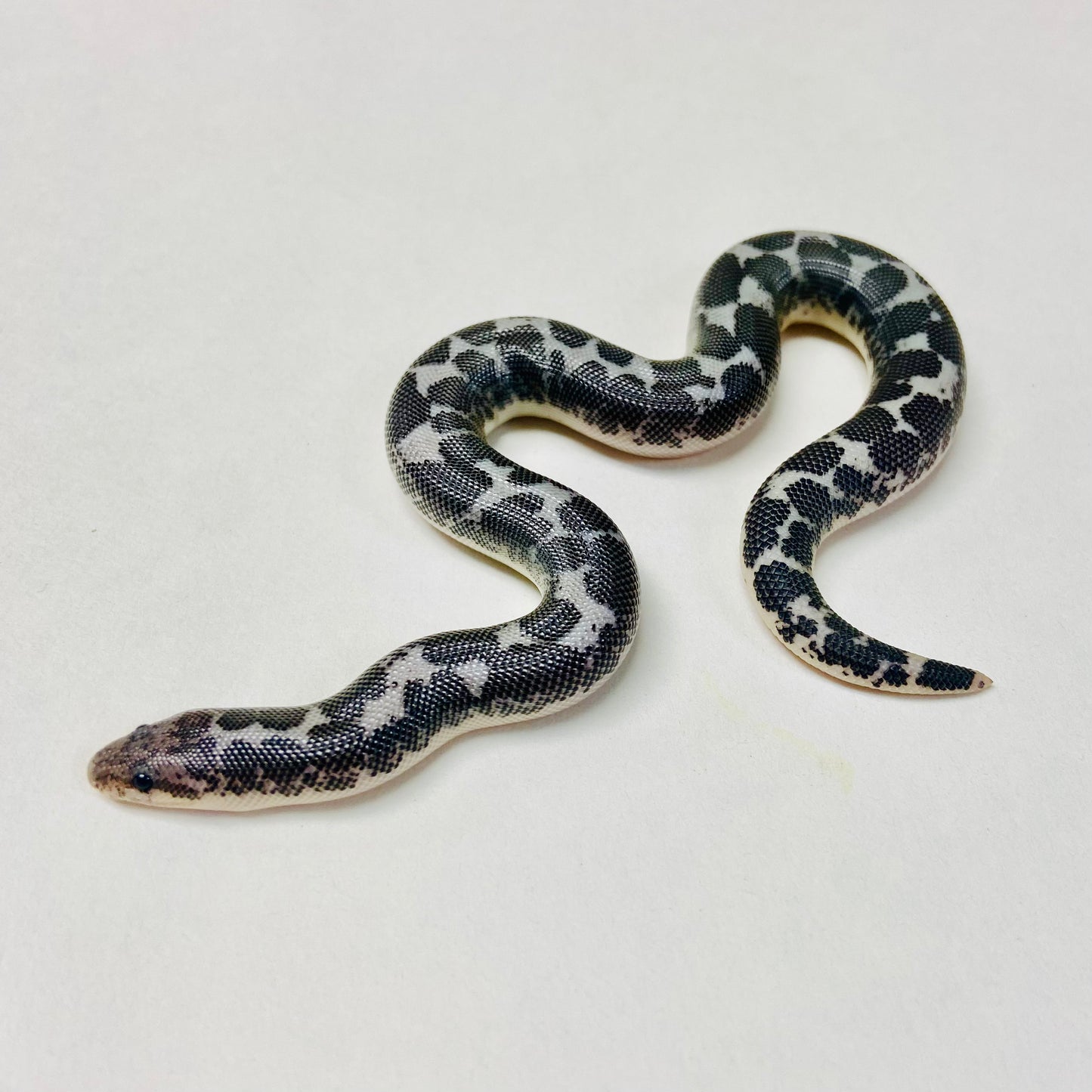 Anery Kenyan Sand Boa Male 2024M05