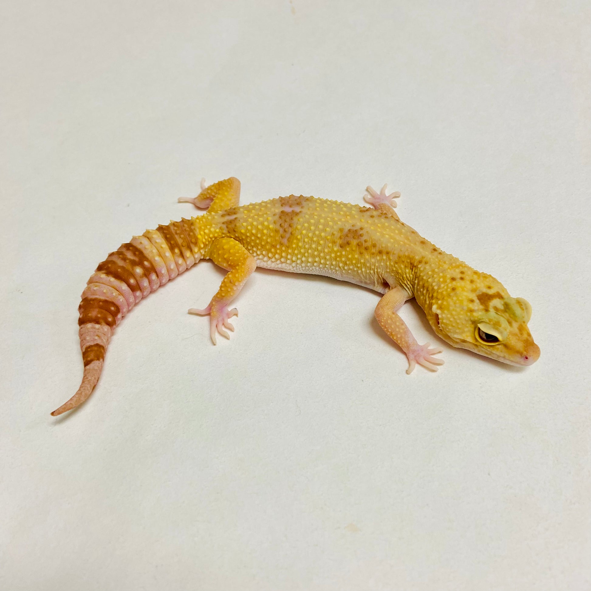 Mack Snow Raptor Leopard Gecko Female A-K11-60619-1 – BHB