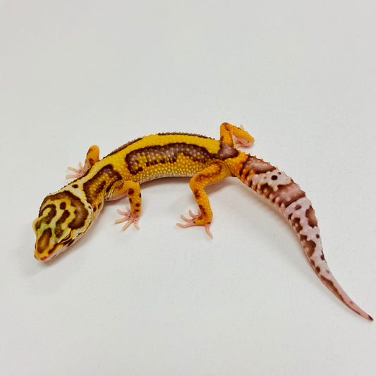 Bold Bell Leopard Gecko Female 2025-137